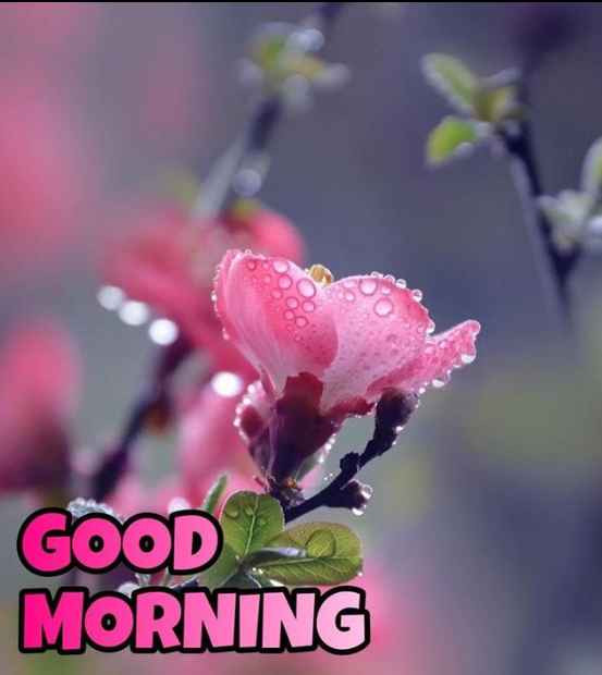 cute good morning monday images
